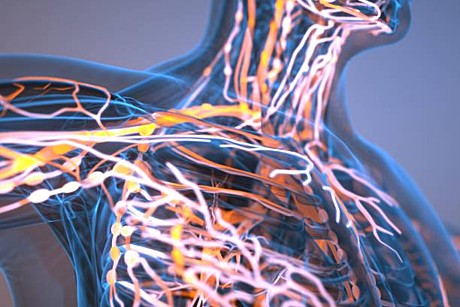 Программа для лимфатической системы