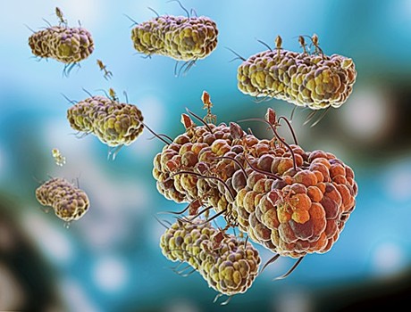 ОЧИЩЕНИЕ ОТ ПАРАЗИТОВ